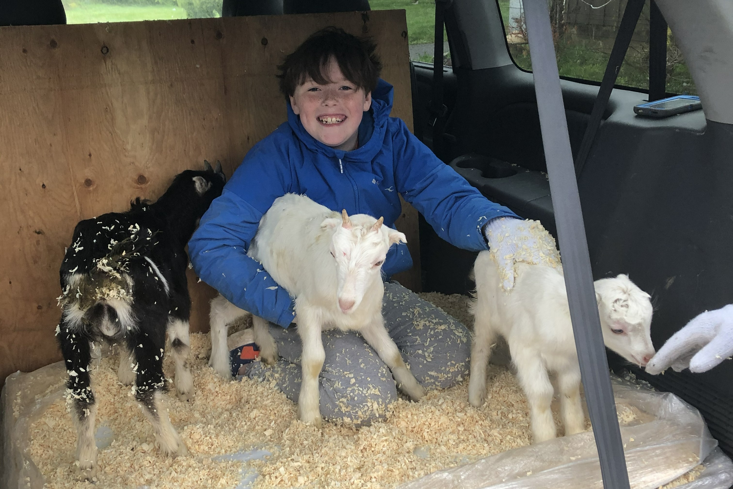 Our first three dairy goat kids when they arrived at Eira Creek in 2020