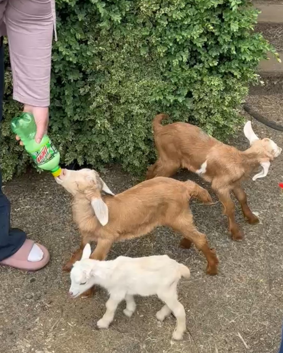 Bottle feeding Golden Guernsey goats at Eira Creek