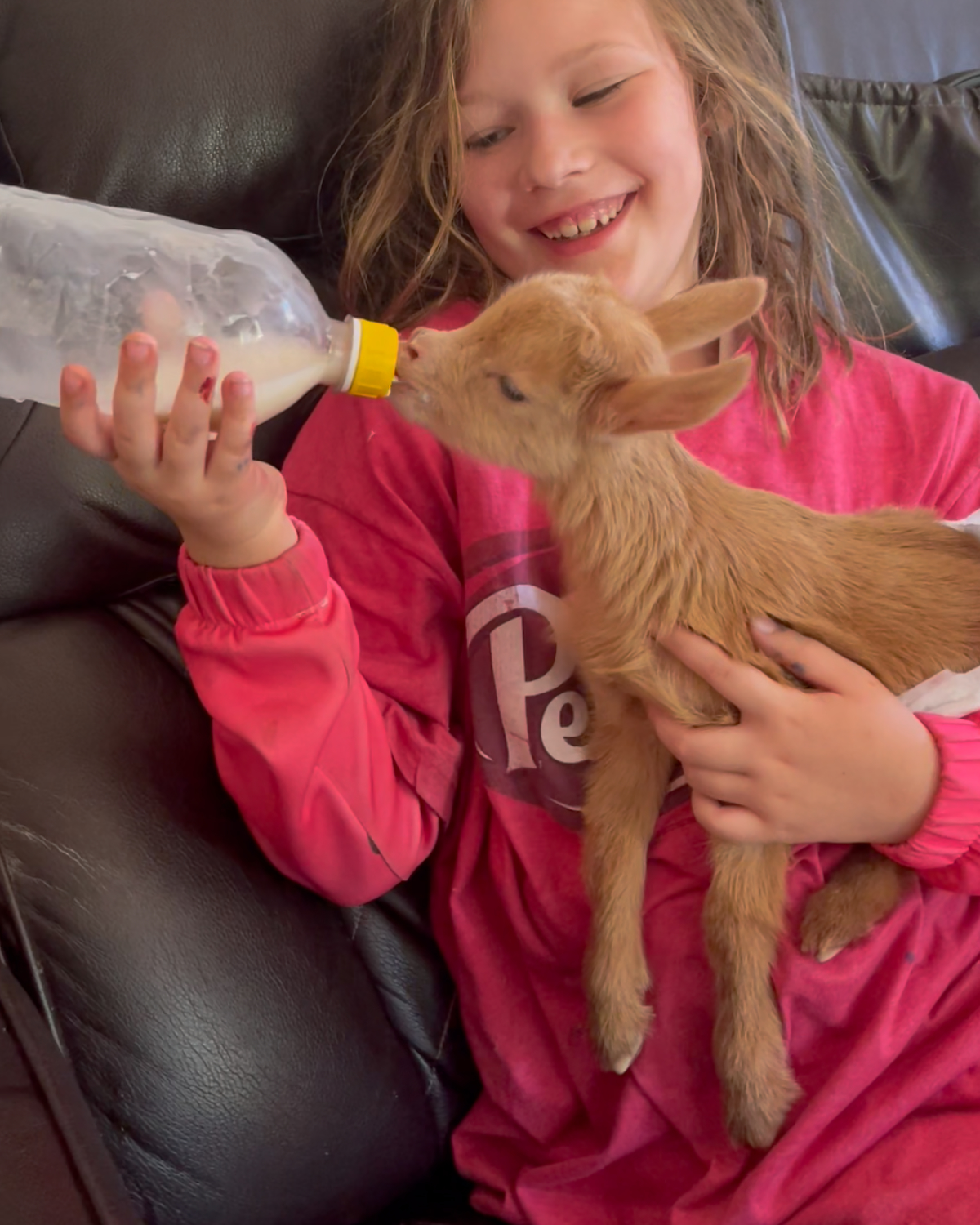 Vanilla Bean as a young Golden Guernsey doeling being bottle-fed