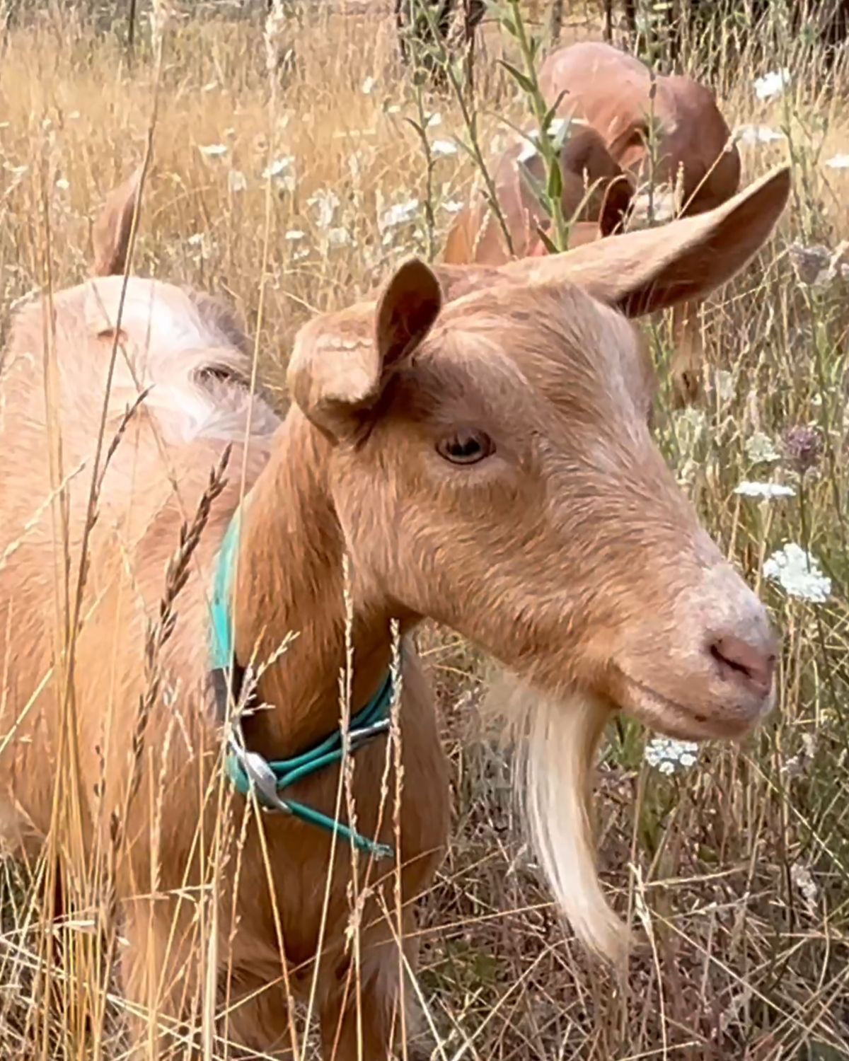 A Golden Guernsey doe with her natural beard