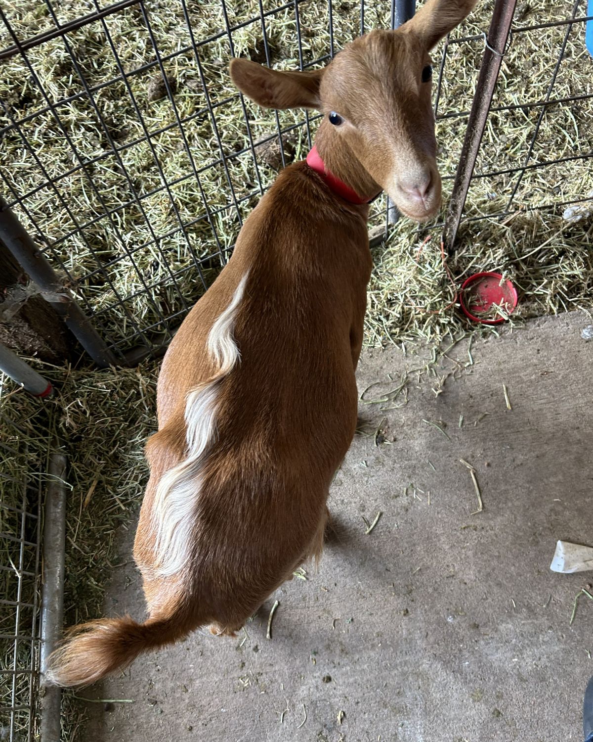 Golden Guernsey showing a distinctive natural mohawk