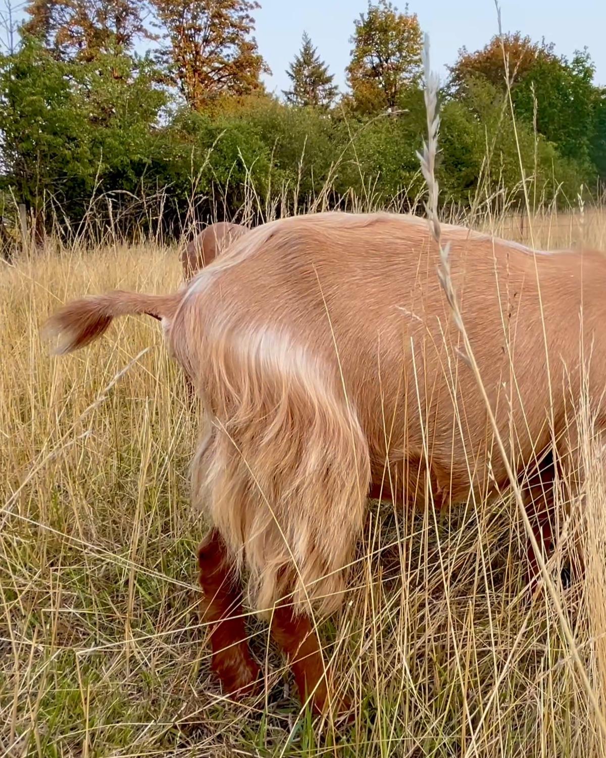 Golden Guernsey showing long hair around the hindquarters and legs