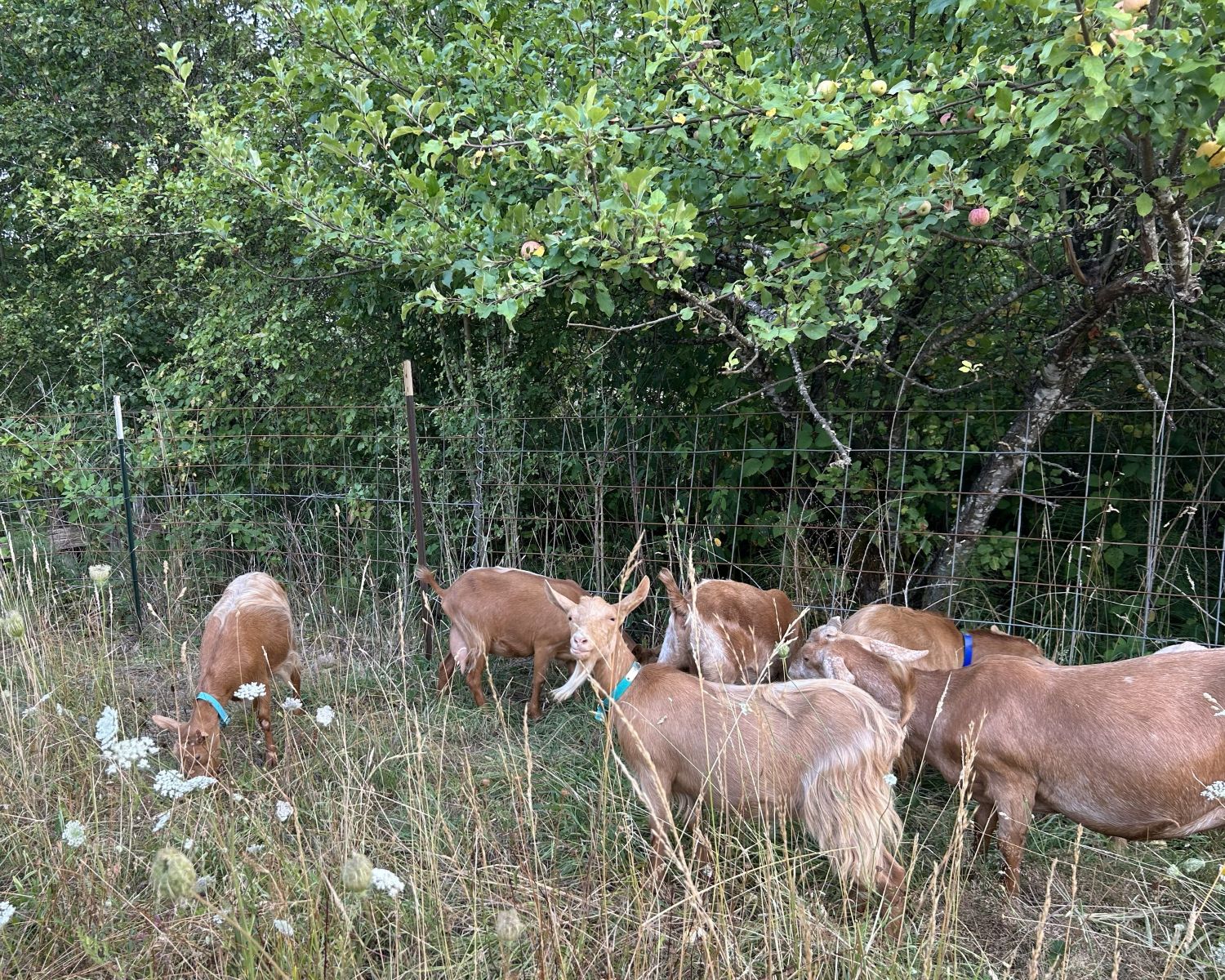 A group of Golden Guernsey goats at Eira Creek